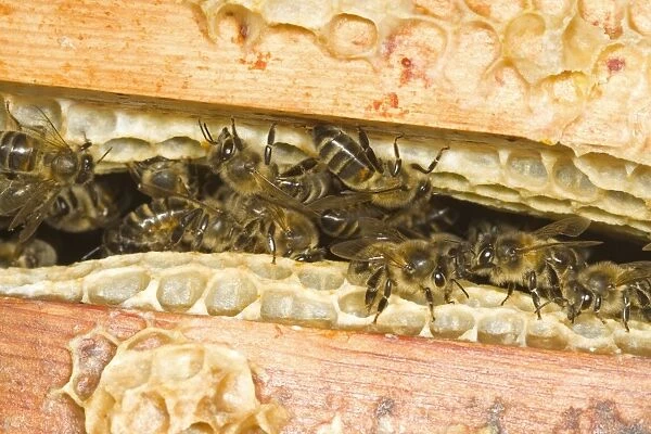 Western Honey Bee (Apis mellifera) female workers, on frames with combs inside hive, Norfolk, England, july