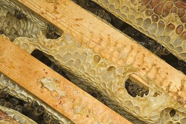 Western Honey Bee (Apis mellifera) female workers, on frames with combs inside hive, Norfolk, England, july