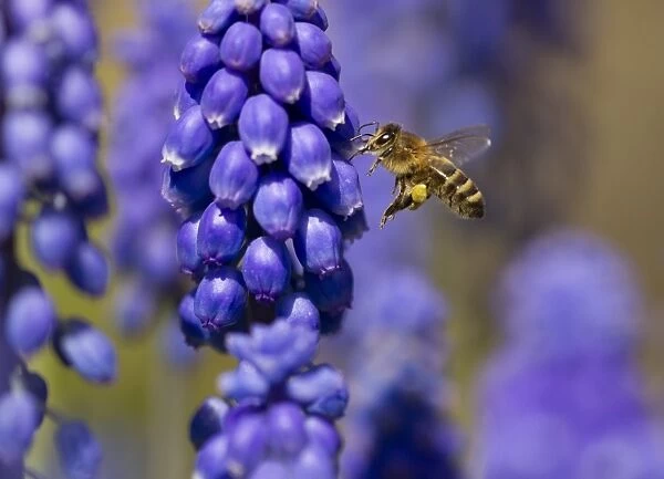 Western Honey Bee (Apis mellifera) adult female worker, in flight, with pollen basket on leg