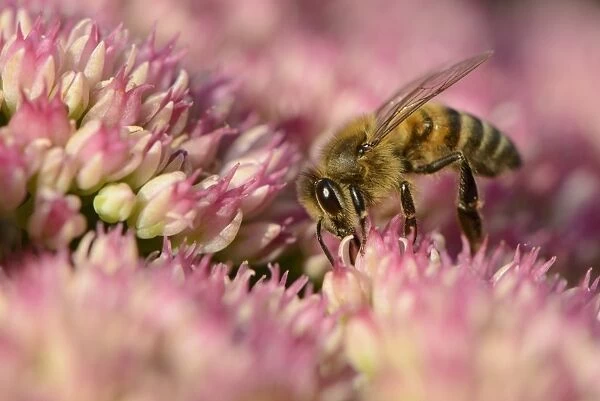 Western Honey Bee (Apis mellifera) adult, worker collecting pollen from autumn flowering sedums, Blithfield