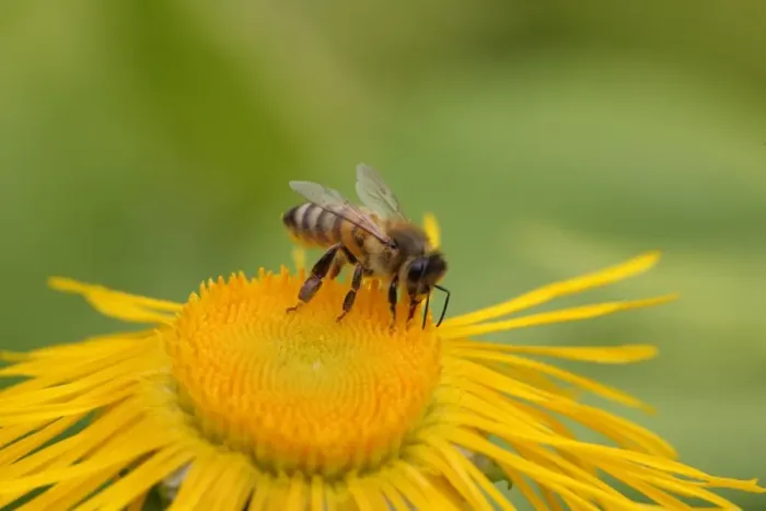 Framed Print : Western Honey Bee (Apis mellifera) adult, feeding, collecting pollen from Elecampane (Inula helenium) flower in garden, England, july Framed Print : Western Honey Bee (Apis mellifera) adult, feeding, collecting pollen from Elecampane (Inula helenium) flower in garden, England, july