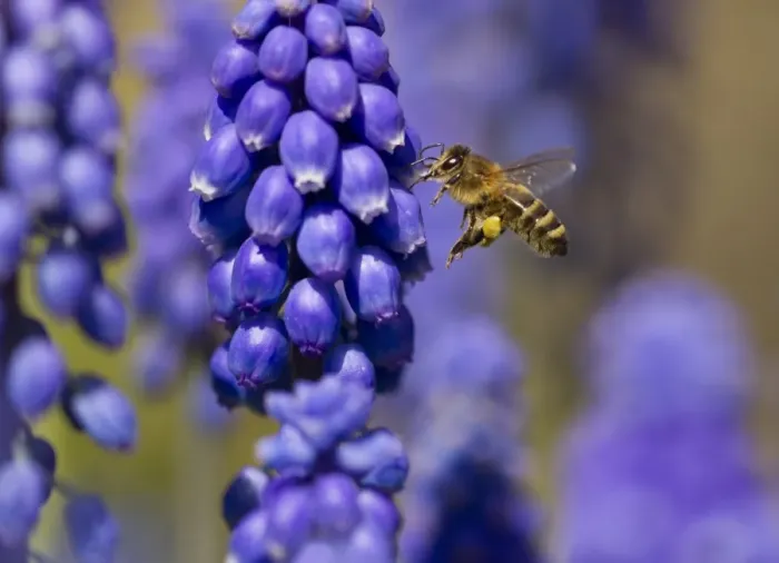 Framed Print : Western Honey Bee (Apis mellifera) adult female worker, in flight, with pollen basket on leg Framed Print : Western Honey Bee (Apis mellifera) adult female worker, in flight, with pollen basket on leg