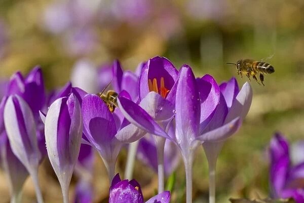 Western Honey Bee (Apis mellifera) two adults, workers feeding on Crocus (Crocus sp. ) flowers in garden, Powys, Wales