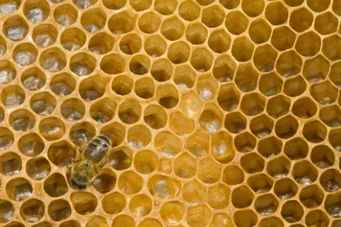 Framed Print : Western Honey Bee (Apis mellifera) female worker, on comb with honey inside hive, Norfolk, England, july Framed Print : Western Honey Bee (Apis mellifera) female worker, on comb with honey inside hive, Norfolk, England, july