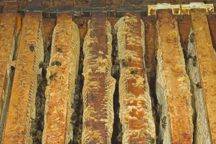 Framed Print : Western Honey Bee (Apis mellifera) female workers, on frames with combs inside hive, Norfolk, England, july Framed Print : Western Honey Bee (Apis mellifera) female workers, on frames with combs inside hive, Norfolk, England, july