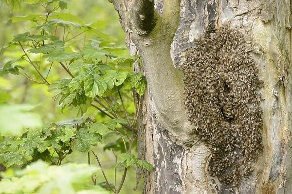 Western Honey Bee (Apis mellifera) swarm, at nest in hole of Sycamore (Acer pseudoplatanus) trunk