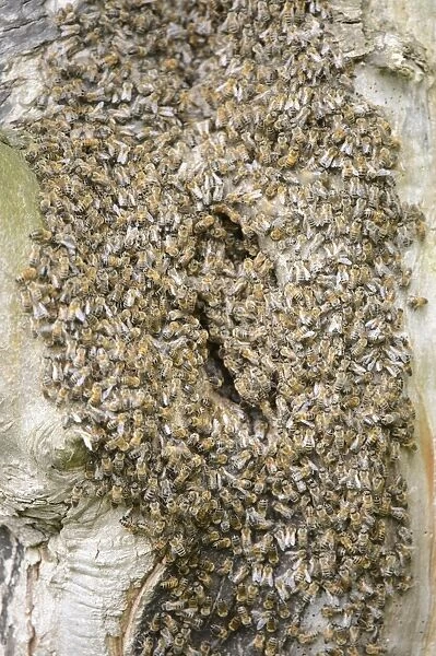 Western Honey Bee (Apis mellifera) swarm, at nest in hole of Sycamore (Acer pseudoplatanus) trunk