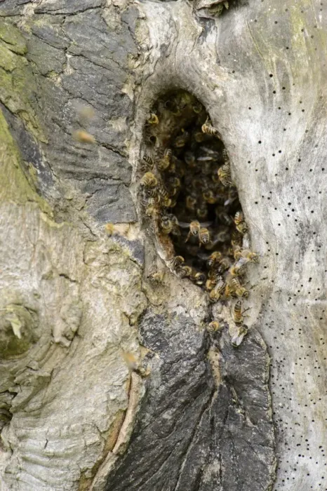 Framed Print : Western Honey Bee (Apis mellifera) swarm, at nest in hole of Sycamore (Acer pseudoplatanus) trunk Framed Print : Western Honey Bee (Apis mellifera) swarm, at nest in hole of Sycamore (Acer pseudoplatanus) trunk