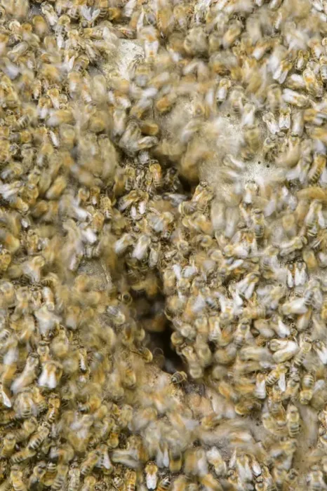 Framed Print : Western Honey Bee (Apis mellifera) wild swarm, swarming around nest, blurred movement, Blithfield, Staffordshire Framed Print : Western Honey Bee (Apis mellifera) wild swarm, swarming around nest, blurred movement, Blithfield, Staffordshire