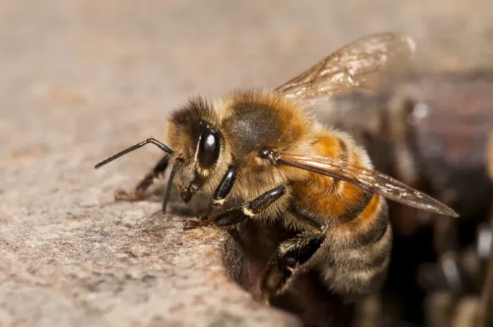 Framed Print : Western Honey Bee (Apis mellifera) worker, leaving nest to go foraging, nesting in Thames Water hydrant chamber Framed Print : Western Honey Bee (Apis mellifera) worker, leaving nest to go foraging, nesting in Thames Water hydrant chamber