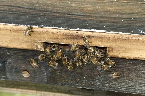 Western Honey Bees using entrance to hive