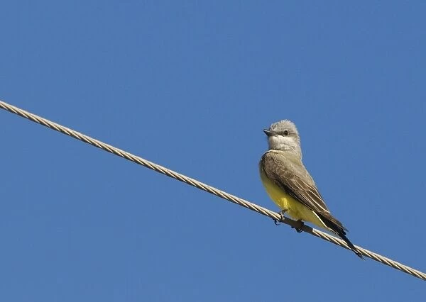 Western Kingbird (Tyrannus verticalis) adult, perched on overhead wire, Salton Sea, California, U. S. A. april