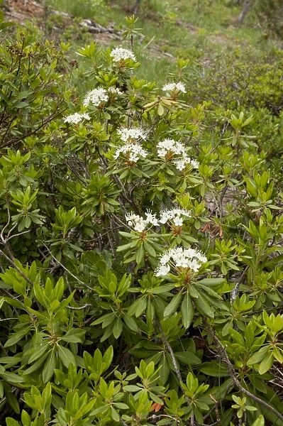 Western Labrador Tea (Ledum glandulosum) flowering, Mount Eddy, Klamath Mountains, California, july