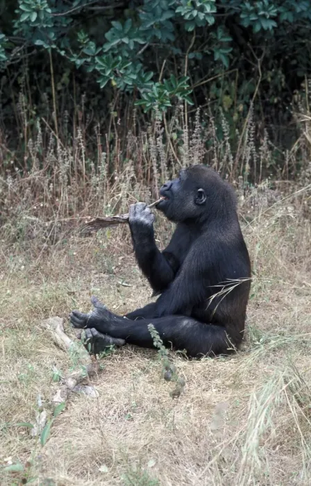 Framed Print : Western Lowland Gorilla (Gorilla g gorilla) Cleaning teeth with stick