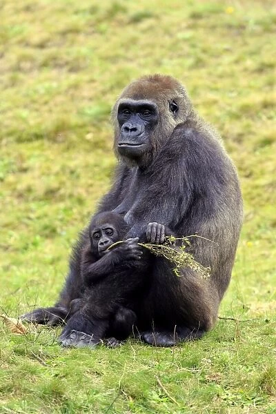 Western Lowland Gorilla (Gorilla gorilla gorilla) adult female with young, chewing on twig (captive)