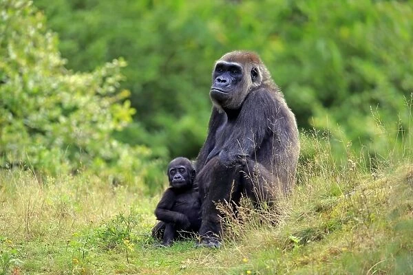 Western Lowland Gorilla (Gorilla gorilla gorilla) adult female with young, sitting on grass (captive)
