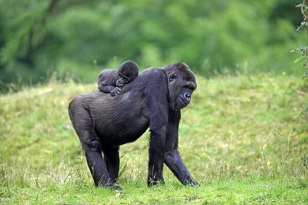Western Lowland Gorilla (Gorilla gorilla gorilla) adult female with young on back (captive)