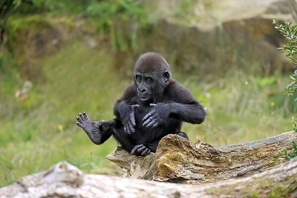 Western Lowland Gorilla (Gorilla gorilla gorilla) young, chest beating, sitting on log (captive)