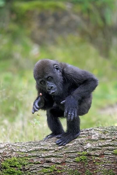 Western Lowland Gorilla (Gorilla gorilla gorilla) young, chest beating, standing on log (captive)