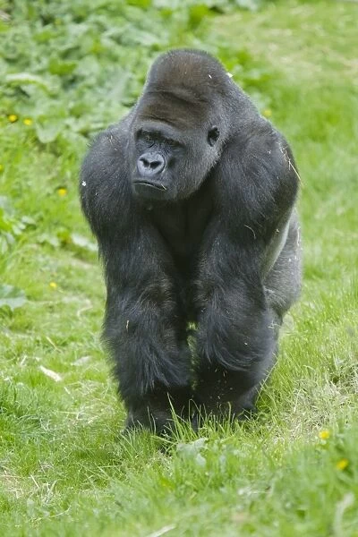 Western Lowland Gorilla (Gorilla gorilla gorilla) silverback adult male, standing on grass