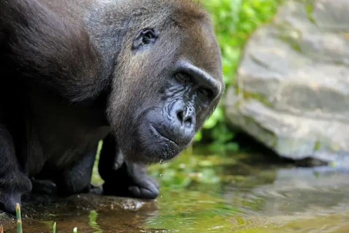 Framed Print : Western Lowland Gorilla (Gorilla gorilla gorilla) adult female, close-up of head, drinking (captive) Framed Print : Western Lowland Gorilla (Gorilla gorilla gorilla) adult female, close-up of head, drinking (captive)