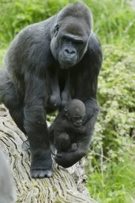 Framed Print : Western Lowland Gorilla (Gorilla gorilla gorilla) adult female holding baby, Durrell Wildlife Park (Jersey Zoo) Framed Print : Western Lowland Gorilla (Gorilla gorilla gorilla) adult female holding baby, Durrell Wildlife Park (Jersey Zoo)