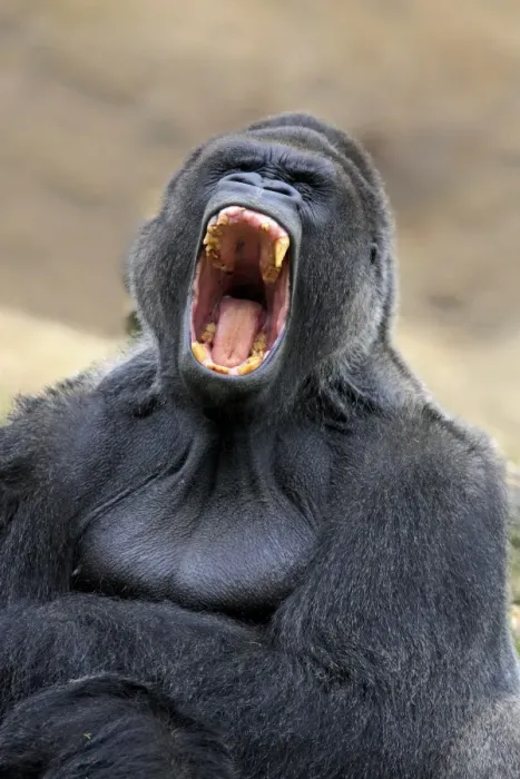 Framed Print : Western Lowland Gorilla (Gorilla gorilla gorilla) adult male silverback, yawning (captive) Framed Print : Western Lowland Gorilla (Gorilla gorilla gorilla) adult male silverback, yawning (captive)
