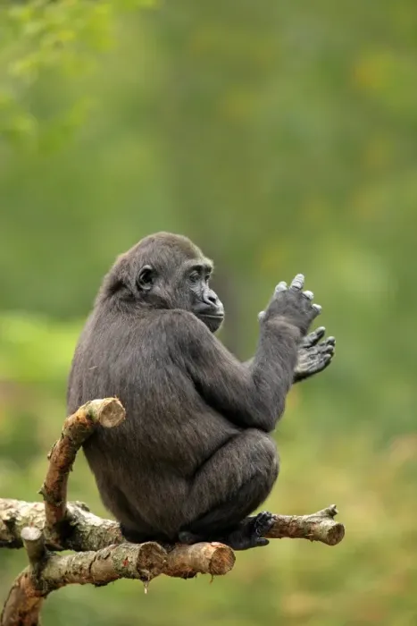 Framed Print : Western Lowland Gorilla (Gorilla gorilla gorilla) immature female, sitting on branches (captive) Framed Print : Western Lowland Gorilla (Gorilla gorilla gorilla) immature female, sitting on branches (captive)