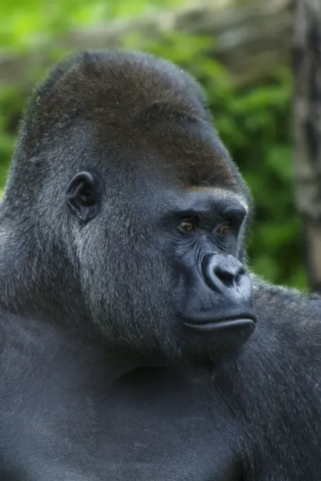 Framed Print : Western Lowland Gorilla (Gorilla gorilla gorilla) silverback adult male, close-up of head Framed Print : Western Lowland Gorilla (Gorilla gorilla gorilla) silverback adult male, close-up of head