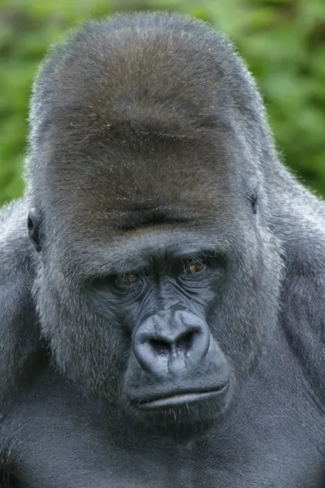 Framed Print : Western Lowland Gorilla (Gorilla gorilla gorilla) silverback adult male, close-up of head Framed Print : Western Lowland Gorilla (Gorilla gorilla gorilla) silverback adult male, close-up of head