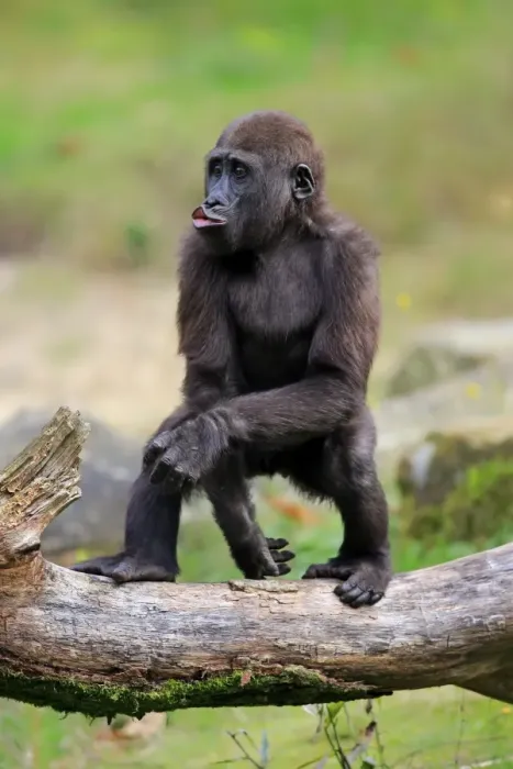 Framed Print : Western Lowland Gorilla (Gorilla gorilla gorilla) young, pouting, standing on branch (captive) Framed Print : Western Lowland Gorilla (Gorilla gorilla gorilla) young, pouting, standing on branch (captive)