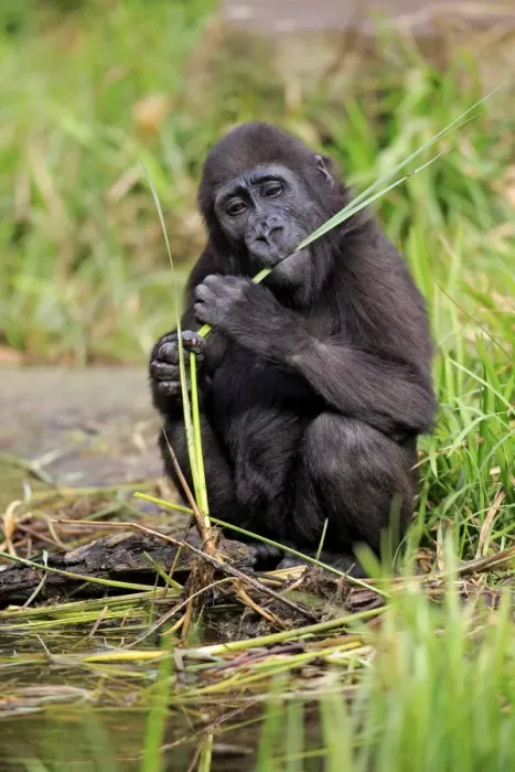 Framed Print : Western Lowland Gorilla (Gorilla gorilla gorilla) young, feeding on stem at edge of water (captive) Framed Print : Western Lowland Gorilla (Gorilla gorilla gorilla) young, feeding on stem at edge of water (captive)