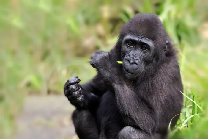 Framed Print : Western Lowland Gorilla (Gorilla gorilla gorilla) young, feeding on stem (captive)