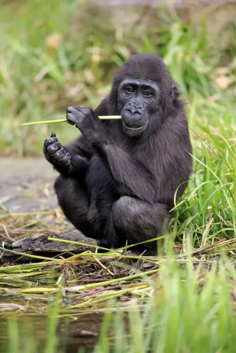 Framed Print : Western Lowland Gorilla (Gorilla gorilla gorilla) young, feeding on stem at edge of water (captive) Framed Print : Western Lowland Gorilla (Gorilla gorilla gorilla) young, feeding on stem at edge of water (captive)