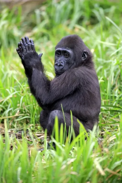 Framed Print : Western Lowland Gorilla (Gorilla gorilla gorilla) young, clapping hands, sitting on grass (captive) Framed Print : Western Lowland Gorilla (Gorilla gorilla gorilla) young, clapping hands, sitting on grass (captive)