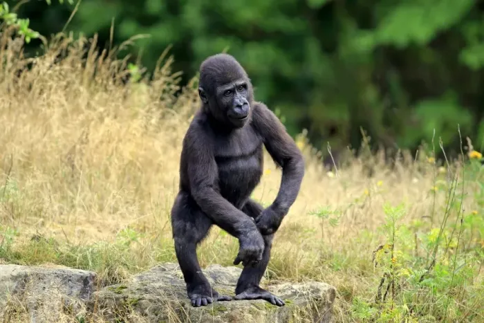 Framed Print : Western Lowland Gorilla (Gorilla gorilla gorilla) young, standing on rock (captive) Framed Print : Western Lowland Gorilla (Gorilla gorilla gorilla) young, standing on rock (captive)