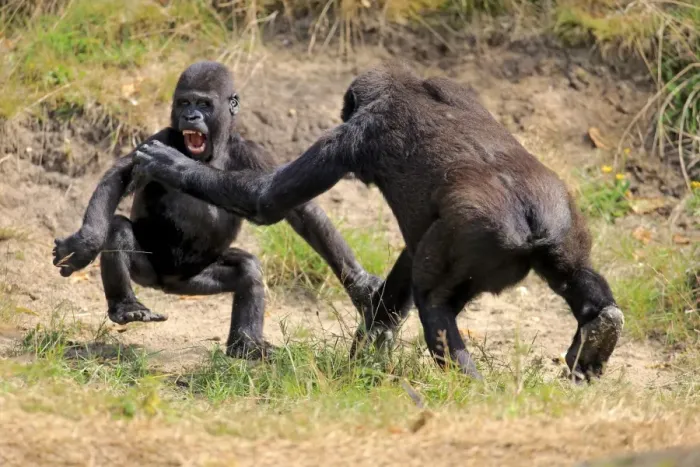 Framed Print : Western Lowland Gorilla (Gorilla gorilla gorilla) two young, play-fighting (captive)