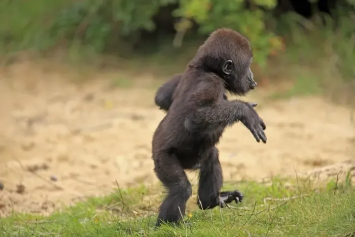 Framed Print : Western Lowland Gorilla (Gorilla gorilla gorilla) young, walking on grass (captive) Framed Print : Western Lowland Gorilla (Gorilla gorilla gorilla) young, walking on grass (captive)