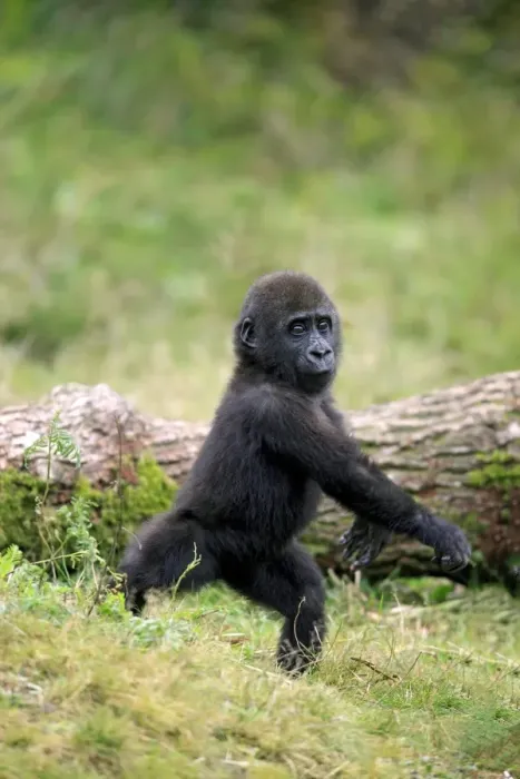 Framed Print : Western Lowland Gorilla (Gorilla gorilla gorilla) young, standing on grass (captive) Framed Print : Western Lowland Gorilla (Gorilla gorilla gorilla) young, standing on grass (captive)