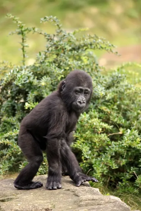 Framed Print : Western Lowland Gorilla (Gorilla gorilla gorilla) young, walking on rock (captive) Framed Print : Western Lowland Gorilla (Gorilla gorilla gorilla) young, walking on rock (captive)