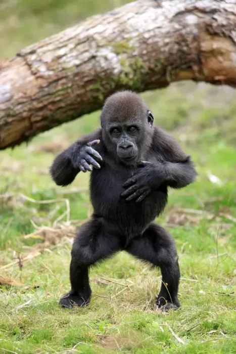 Framed Print : Western Lowland Gorilla (Gorilla gorilla gorilla) young, chest beating, standing on grass (captive) Framed Print : Western Lowland Gorilla (Gorilla gorilla gorilla) young, chest beating, standing on grass (captive)