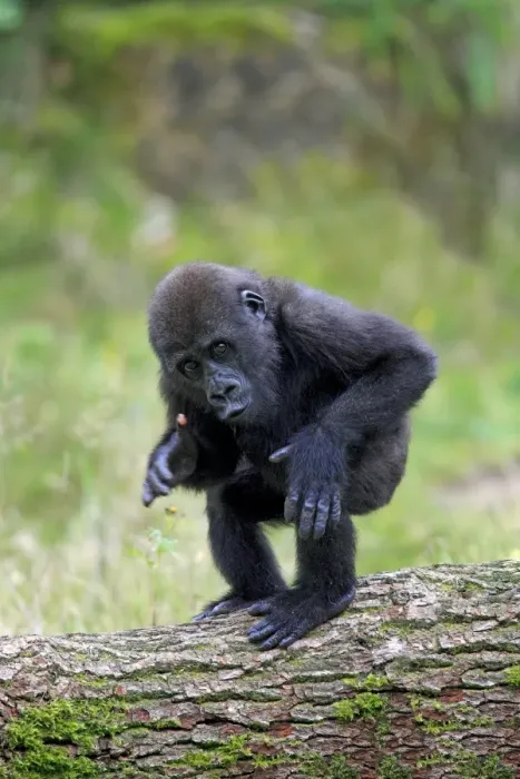 Framed Print : Western Lowland Gorilla (Gorilla gorilla gorilla) young, chest beating, standing on log (captive) Framed Print : Western Lowland Gorilla (Gorilla gorilla gorilla) young, chest beating, standing on log (captive)