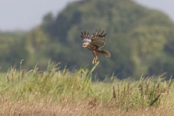 Western Marsh Harrier (Circus aeruginosus) adult male, in flight, hovering above tall grass, Suffolk, England, July