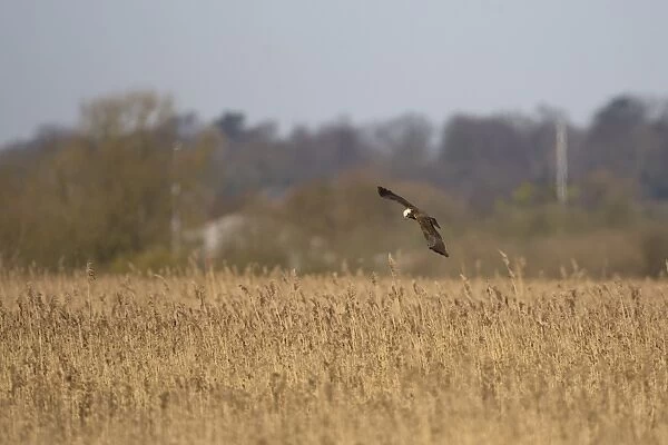 Western Marsh Harrier (Circus aeruginosus) immature, in flight over reedbed habitat, Strumpshaw Fen RSPB Reserve, River Yare, The Broads, Norfolk, England, march