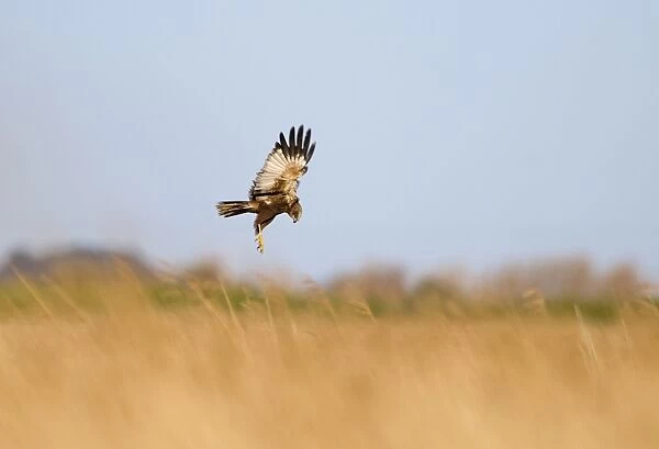 Western Marsh Harrier (Circus aeruginosus) adult male, in flight, dropping down into nest in reedbed, Cley, Norfolk, England, april