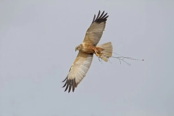 Western Marsh Harrier (Circus aeruginosus) adult male, in flight, carrying nesting material