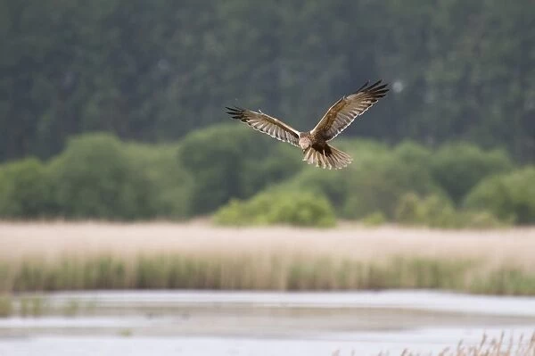 Western Marsh Harrier (Circus aeruginosus) immature male, in flight, hunting over reedbed habitat