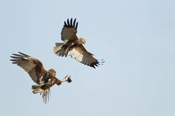 Western Marsh Harrier (Circus aeruginosus) adult pair, in flight, courtship food pass display, Guernsey