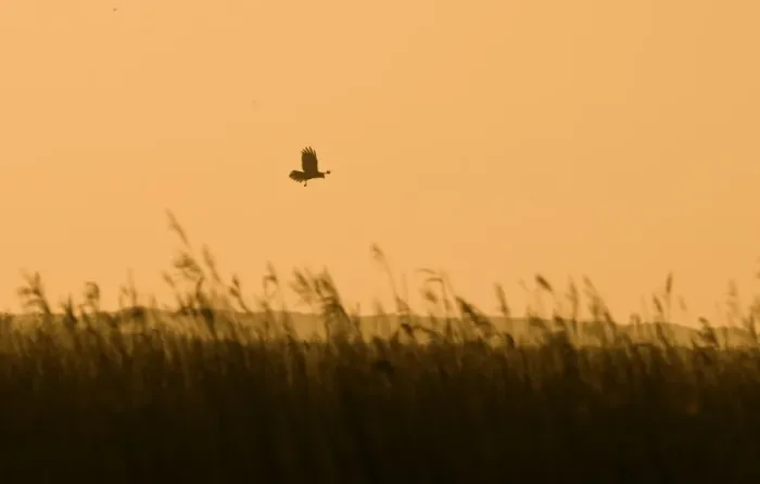 Framed Print : Western Marsh Harrier (Circus aeruginosus) adult, in flight over reedbed habitat, silhouetted at dawn, Cley, Norfolk, England, april Framed Print : Western Marsh Harrier (Circus aeruginosus) adult, in flight over reedbed habitat, silhouetted at dawn, Cley, Norfolk, England, april