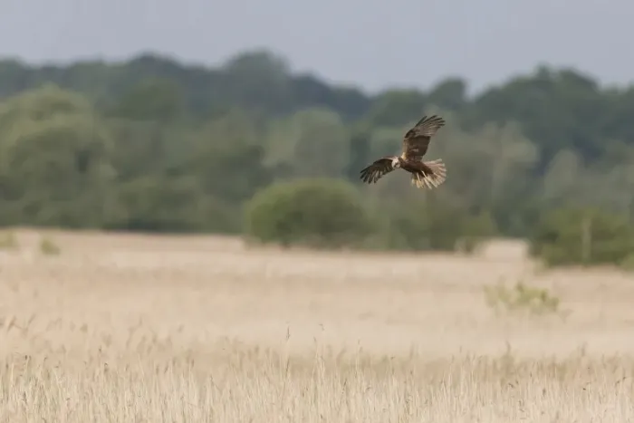 Framed Print : Western Marsh Harrier (Circus aeruginosus) adult female, in flight over reedbed habitat, Minsmere RSPB Reserve Framed Print : Western Marsh Harrier (Circus aeruginosus) adult female, in flight over reedbed habitat, Minsmere RSPB Reserve